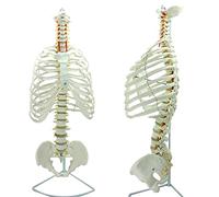 Spine and Thorax Anatomy Model - Flexible 1:1 Human Skeleton with Pelvis and Sternum, Detailed Bone Structure for Educational Use