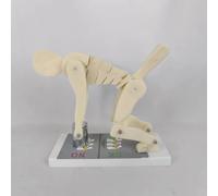 Spine Force Demonstration Model - Human Body Bending Weight Lifting Fitness Posture Correction Lumbar Protection Model