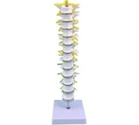 Spine Model, 1:1 Medical Thoracic Vertebra Attached to The Spinal Nerve Model, Composed of 12 Thoracic Vertebrae and The Intervertebral Discs can be Disassembled and Assembled