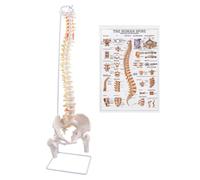Spine Model, 34.6" Life Size Spinal Cord Model Flexible Anatomical Spine with Vertebrae, Nerves, Lumbar Column, and Male Pelvis with Stand for Science Study or Patient Education，Chiropractors