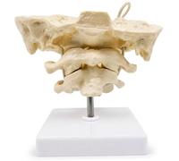 Spine Model, Anatomy Occiput Bones Model with Movable Joints Pvc Occipital Atlas Skeleton for Educational Display, White Spine Anatomy Bones Human Body
