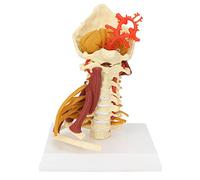 Spine Model Cervical Spine Model Spinal Cord Model Removable Human Spinal Nerves Model for Doctor Patient Communication Teaching Presentation