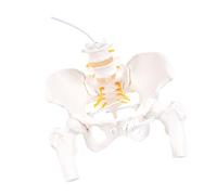 Spine Model Lumbar Models Safe Cervical Vertebrae Models Life Size Human Lumbar Vertebrae Vertebral Nerves Model Flexible Spine
