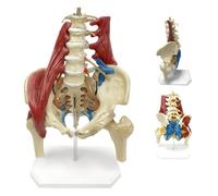 Spine Model, Lumbar Spine and Pelvis Anatomy Model, 1:1 Life Size | PVC, Removable Femur, Nerve and Muscle Structures, Color-Coded Anatomy, Sturdy Base, Medical Education and Anatomy Study