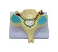 Spine Model of Enlarged 5th Cervical Vertebra Teaching Aid Fifth with Medulla Spinalis for Study Spinal Cord Transection Fifth Humans Bone
