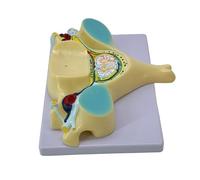 Spine Model of the Enlarged 5th Cervical Spine Aid Fifth Cervical Spine Model with Medulla Spinalis for Examination of Spinal Cord Transsection Fifth People Bones