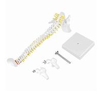 Spine Model, Pelvis Model, spine anatomical model,model spine,Spine Model Removable Flexible Human Spine Model 45cm for Skeleton Anatomy Study Teaching Learning Tool