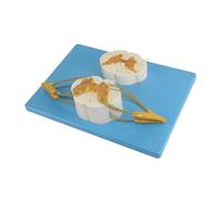 Spine Model Spinal Cord Cross-section with Spinal Nerve for Research Patient Communication Desktop Display Enlightenment Learning