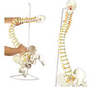 Spine Model,Super Flexible Spine Model with Pelvis And Femur Heads, Life Size, 87Cm/34 Classic Flexible Spine Model,Spin