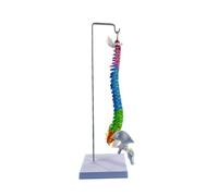Spine Model Suspended Flexible Soft Lumbar Vertebrae with Color-coded Sections for Science Study Patient Education-Model