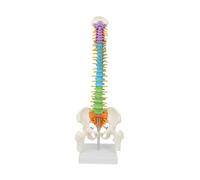 Spine Model with Pelvis Colored for Display Explanation Teaching Science Exhibition Public Education-Standing 02