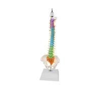 Spine Model with Pelvis Colored for Display Explanation Teaching Science Exhibition Public Education-Suspended 01