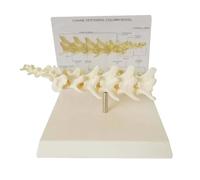 Spine Models for Anatomy Pet Spine Model Dog 1:1 PVC Material for Research Patient Communication Desktop Display Enlightenment Learning