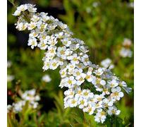 Spiraea Arguta | Hardy Deciduous Spring Flowering Garden Shrub in 9cm Pot