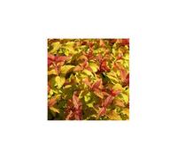 SPIRAEA Firelight. Reddish bronze leaves.