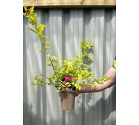 Spiraea japonica 'Firelight' 1L / 2L, 1L