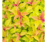 Spiraea japonica 'Firelight' 1L / 2L, 2L