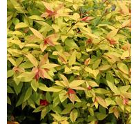 Spiraea Japonica 'Golden Princess' Deciduous Shrub 1L / 2L, 9cm (10-20cm including the growers pot) PRE ORDER MARCH 2025