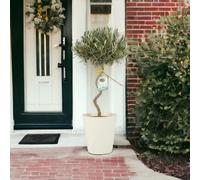 Spiral Olive Tree - 80-90cm Tall Evergreen Mediterranean Tree in 23cm Pot - Metal Cream Vertical Line