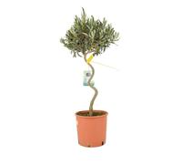 Spiral Olive Tree - 80-90cm Tall Evergreen Mediterranean Tree in 23cm Pot - No Container