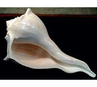 Spiritually Energized Original Dakshinavarti Shankh ~ NON BLOWING Natural Sea Shell Shankh Shank ~ Valampuri Shankha Symbol of Goddess Right Hand Laxmi Shankh for Temple (7"inch (17.5 Centimetre))