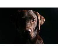 SPJOY Paint by Numbers Crafts for Adults Hobby Kits Animal Labrador 16X20 inch with Frame
