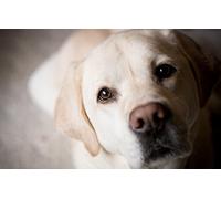 SPJOY Paint by Numbers for Adults Christmas Crafting Kits for Adults Animal Dog Labrador Golden Retriever 16X20inch