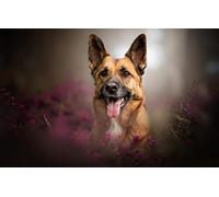 SPJOY Paint by Numbers for Adults Paint by Numbers Personalised Animal Dog German Shepherd 16X20inch