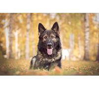 SPJOY Paint by Numbers for Adults with Accessories Animal Dog 16X20inch