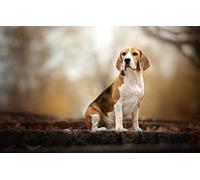 SPJOY Paint by Numbers for Adults with Paint by Number for Adults Animal Dog Beagle 16X20inch