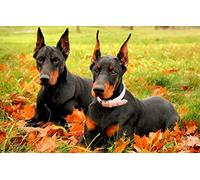 SPJOY Paint by Numbers kit Paint by Numbers Christmas Animal Dog Doberman Two Doberman 16X20inch