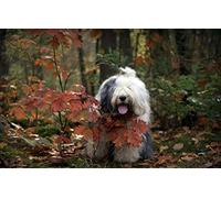 SPJOY Paint by Numbers Personalised Painting by Numbers for Adults Animal Dog 16X20inch