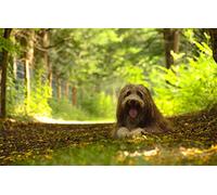 SPJOY Painting by Numbers for Children Paint by Numbers for Adults Animal Bearded Collie 16X20inch