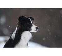 SPJOYSP Paint by Numbers Colour by Numbers for Adults Animal Border Collie 16X20 inch with Frame