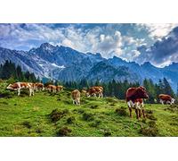SPJOYSP Paint by Numbers for Adults Accessories Adult,Natural Scenery,Mountains,Austria,Cows,16X20 inch with Frame
