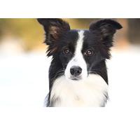 SPJOYSP Paint by Numbers Kits for Kids Kids' Painting by Numbers Animal Dog Border Collie Border Collie 16X20 inch with Frame