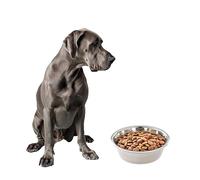 SPOT Ethical 5-Quart Mirror Finish Stainless Animal Bowl Dish