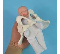 Spotimlody Female Pelvis Childbirth Model - Mini Female Pelvis&baby Model - Fetus/umbilical Cord/placenta-Childbirth Simulator Female Pelvis and Baby Model for Study Display Teaching Medical Model