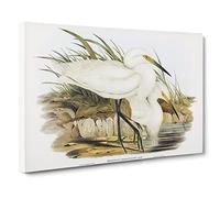Spotless Egrets By Elizabeth Gould Canvas Print | Gallery Wrapped 30mm Frame Wall Art | 24x16 inches | Ready to Hang | Retro Picture | Living Room Bedroom Lounge Office
