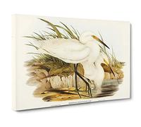 Spotless Egrets by Elizabeth Gould Canvas Print | Gallery Wrapped 30mm Frame Wall Art | 30x20 inches | Ready to Hang | Modern Picture | Living Room Bedroom Lounge Office
