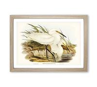 Spotless Egrets by Elizabeth Gould Framed Print | A2 Oak Framed Wall Art | Ready to Hang | Modern Nature Picture | Living Room Bedroom Lounge Office