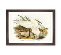 Spotless Egrets by Elizabeth Gould Framed Print | A2 Walnut Framed Wall Art | Ready to Hang | Modern Nature Picture | Living Room Bedroom Lounge Office