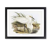 Spotless Egrets By Elizabeth Gould Vintage Framed Wall Art Print, Ready to Hang Picture for Living Room Bedroom Home Office Décor, Black A4 (34 x 25 cm)