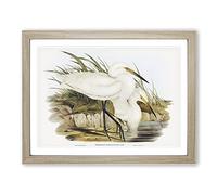 Spotless Egrets By Elizabeth Gould Vintage Framed Wall Art Print, Ready to Hang Picture for Living Room Bedroom Home Office Décor, Oak A3 (46 x 34 cm)