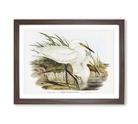 Spotless Egrets By Elizabeth Gould Vintage Framed Wall Art Print, Ready to Hang Picture for Living Room Bedroom Home Office Décor, Walnut A3 (46 x 34 cm)