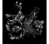 Spotlights : Love & Decay VINYL 12" Album 2 discs (2019) NEW Amazing Value
