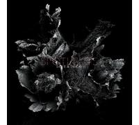 Spotlights Love & Decay (Vinyl) 12" Album