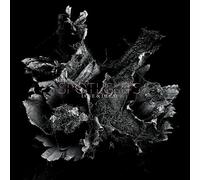 Spotlights : Love & Decay VINYL 12" Album 2 discs (2019) NEW Amazing Value