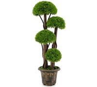 SPOTRAVEL Artificial Cypress Topiary Ball Tree 90cm | Artificial Cedar Plant with Cement Planter & Rattan Stem, Potted Faux Evergreen Bonsai for Indoor & Home Office Decoration