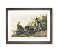 Spotted Grouse By John James Audubon Vintage Framed Print | A3 Walnut Framed Wall Art | Ready to Hang | Classic Nature Picture | Living Room Bedroom Lounge Office